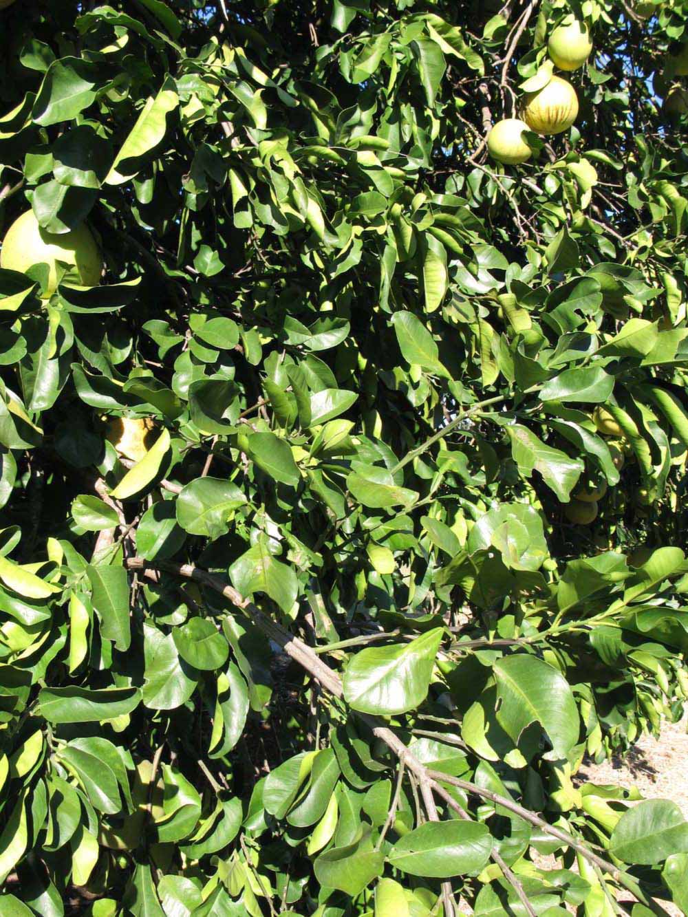              Sun leaves (Winter Haven, FL)       